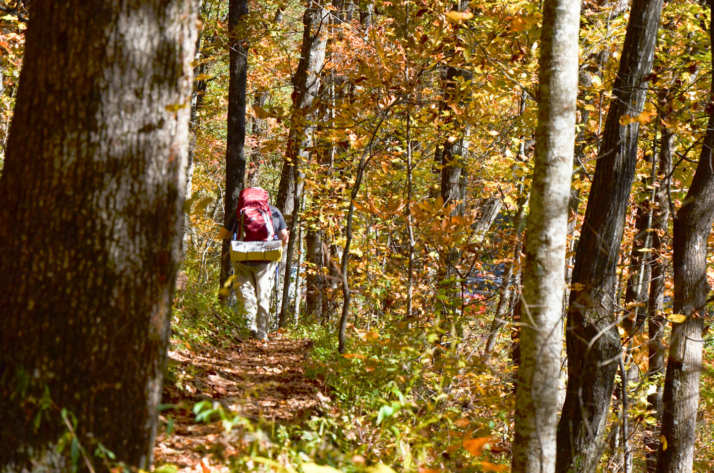 A trail through autumn forest in the Chattahoochee National Forest; a representative seasonal image, not a live view of the parks listed below